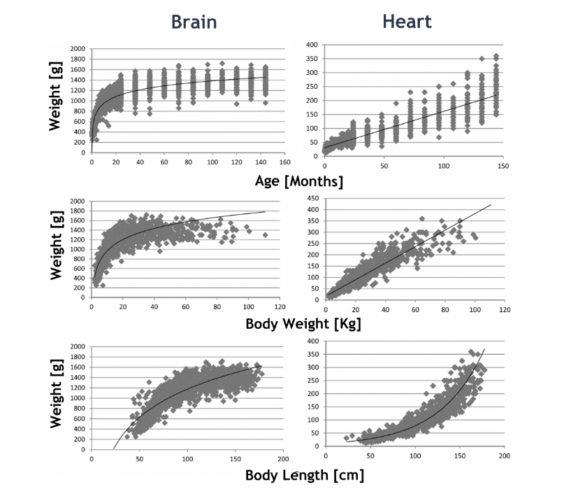 Relative organ size by age